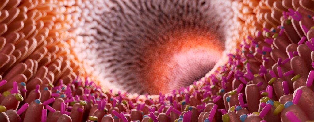 intestinal-bacteria