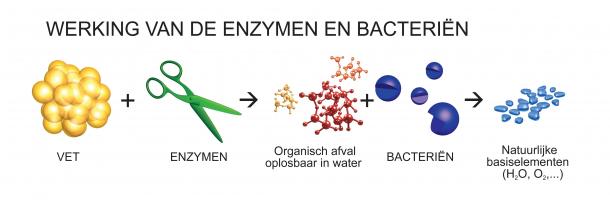 enzyme-werking