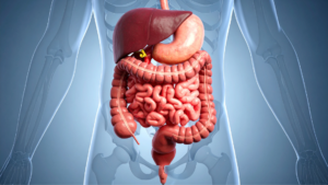 Human digestive system illustration.